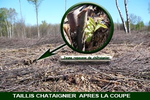 taillis châtaignier aprés exploitation